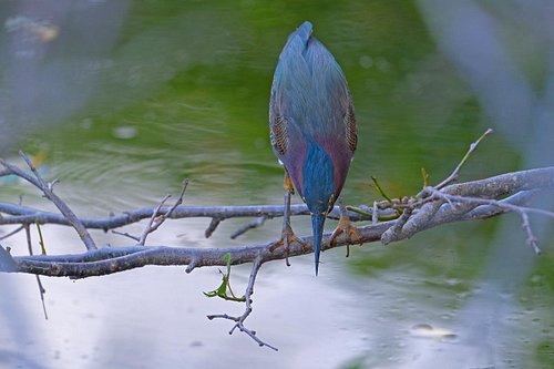 Green Heron, Hunting Moment.
Green herons often use tools like twigs or insects as bait to attract fish to the surface. 

#bi...