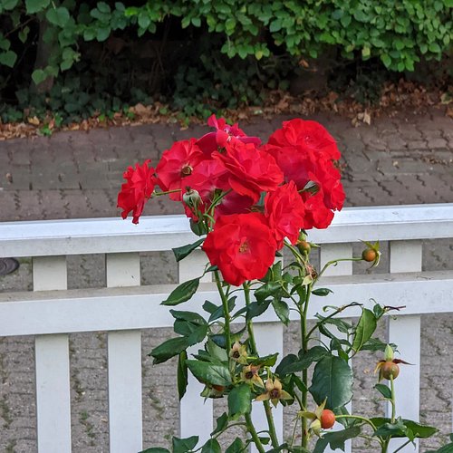 #pixel6pro #pixel6prophotography #photography #flower #flowers #wolfenbüttel #googlepixel6series #googlepixelphotography #goo...