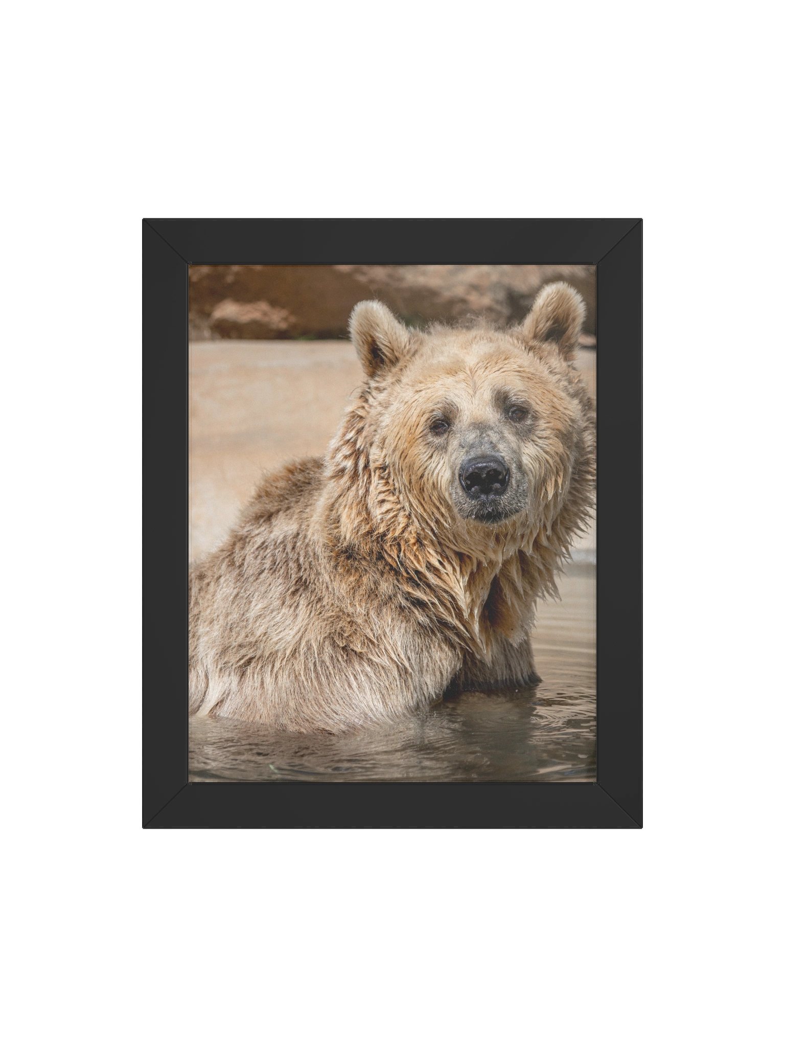 Cherry Bomb the Grizzly Portrait Photo product image (4)