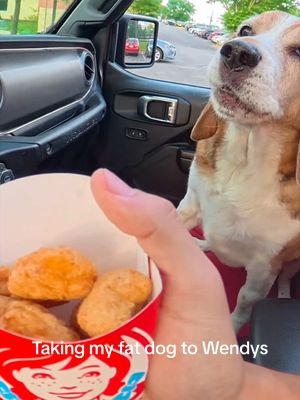 Mcdonalds got some competition 😂 #dog #funny #viral