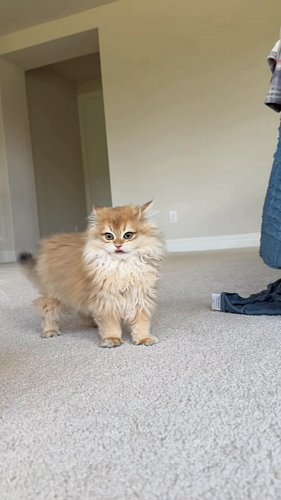 The kittens are so bouncy