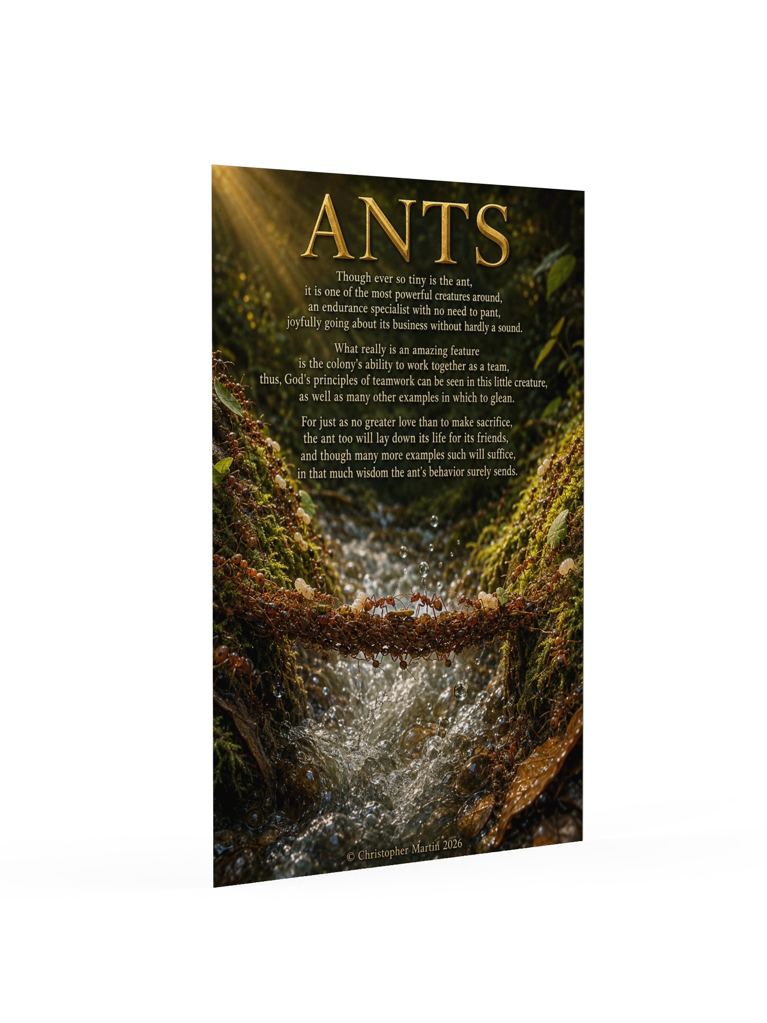 Consider the ant! product image (2)