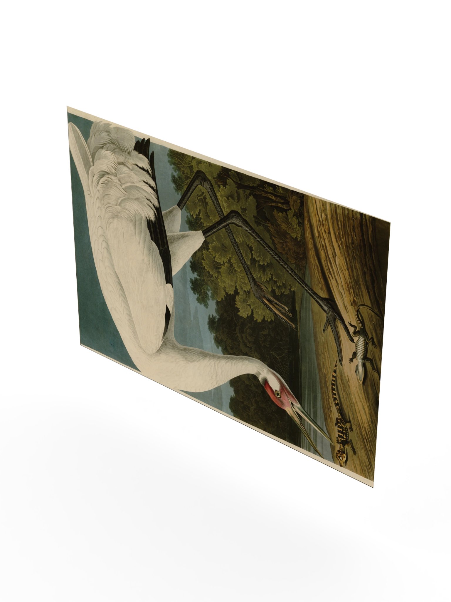 Hooping Crane, Plate 226 – Audubon Poster product image (8)
