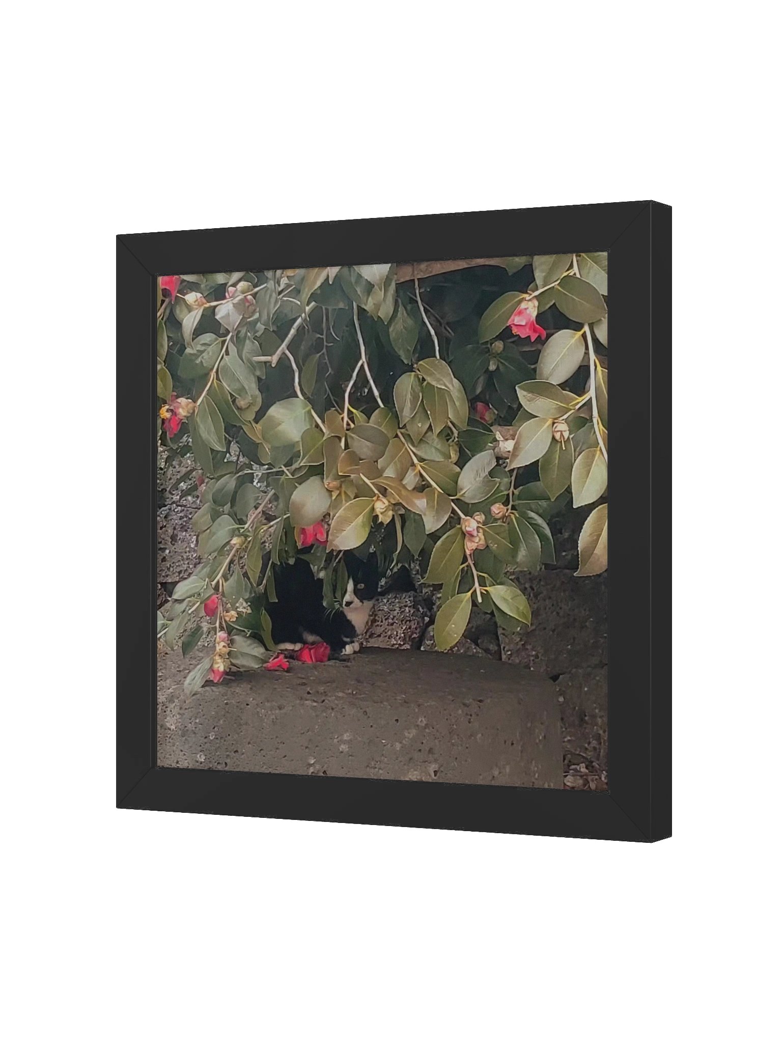 Camellia product image (2)
