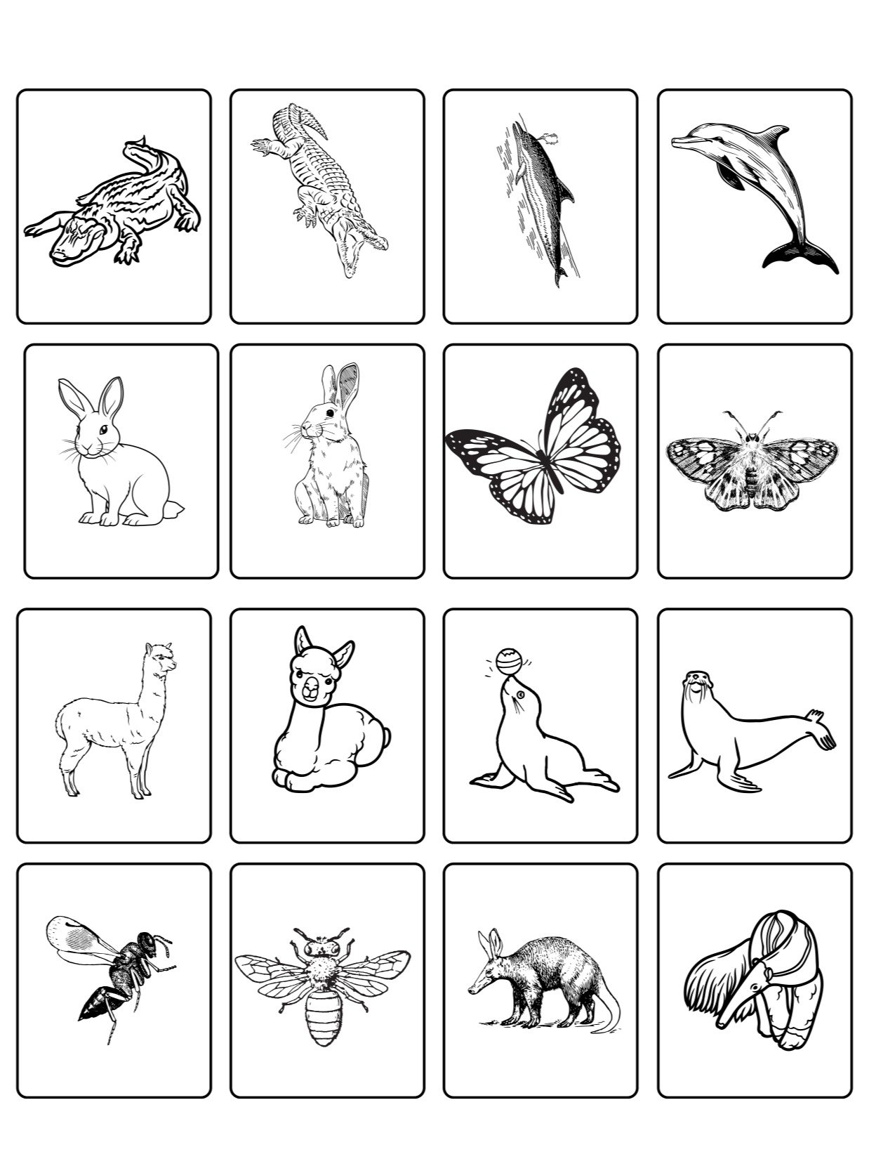 Commonly Confused Animals product image (7)