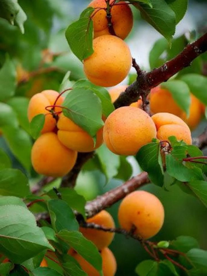 Armenian Apricot Kernel Flour 150g product image (2)