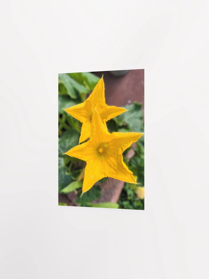 Pumpkin/Squash Flower product image (18)