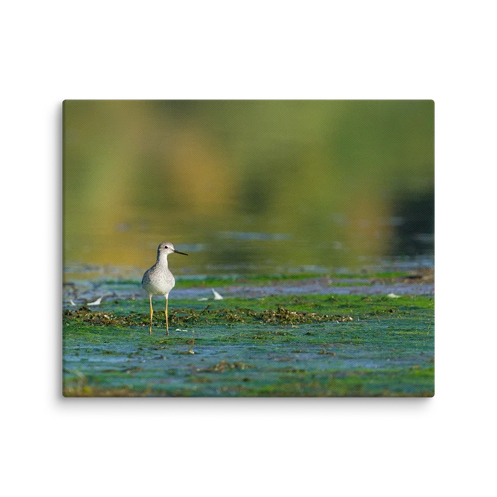 Yellowlegs in Green Algea product image (2)