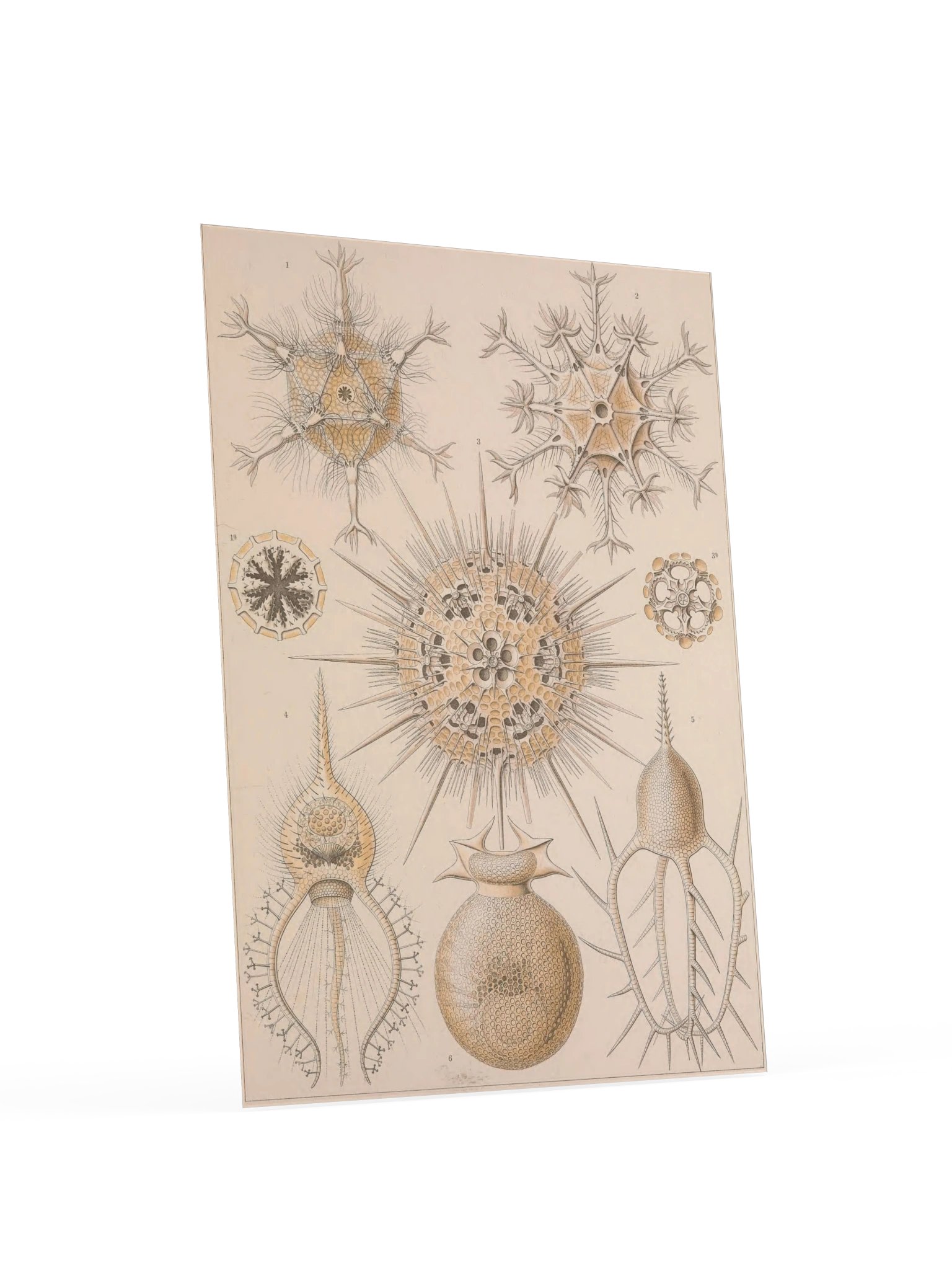 Phaeodaria, Plate 1 – Haeckel Poster product image (4)