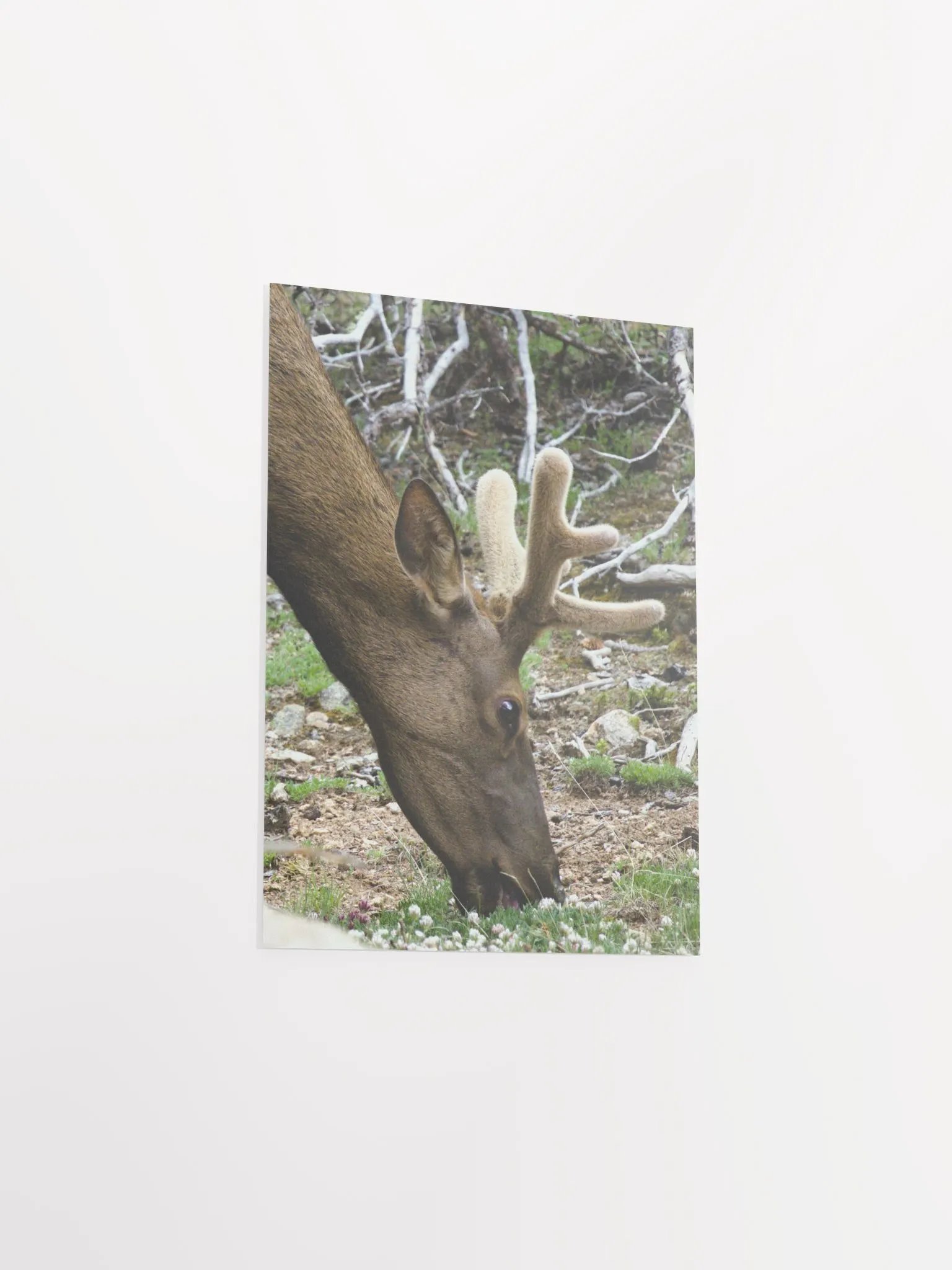 Majestic Elk Matte Poster product image (12)