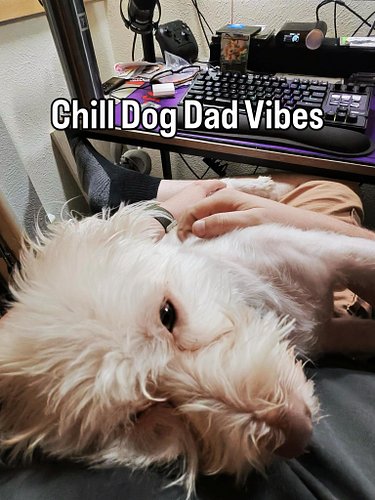 Miles will often demand to sleep on my chest while I’m filming/editing/working on MBTV 

Nothing like a chill Thursday evening.