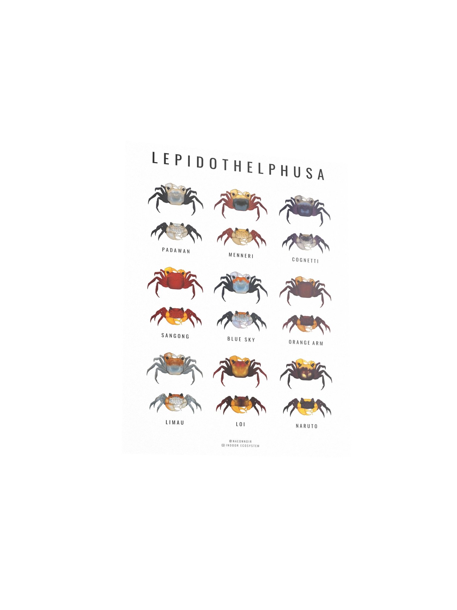 LEPIDOTHELPHUSA BORNEO CRAB POSTER (WHITE) product image (3)