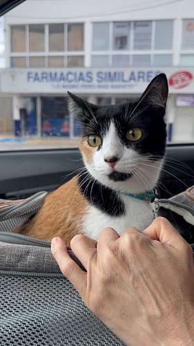 Catty ready to go home after a weekend full of adventures. 

#travellingcats #goinghome #catadventures #chicathedoberman