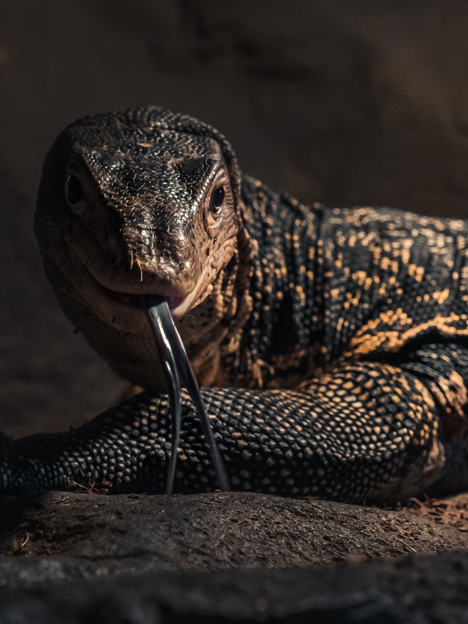 Asian Water Monitor #2 product image (1)