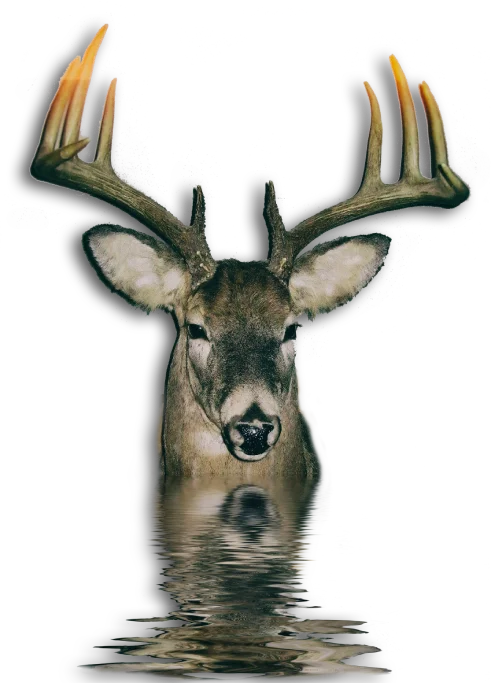 Deer Water Reflection Digital Product product image (1)