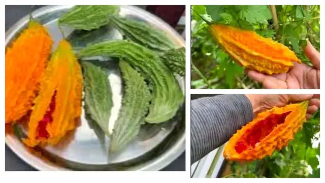 Bitter gourd korolla uk grown seeds  #viralvideos #plants #vegetables #uk 