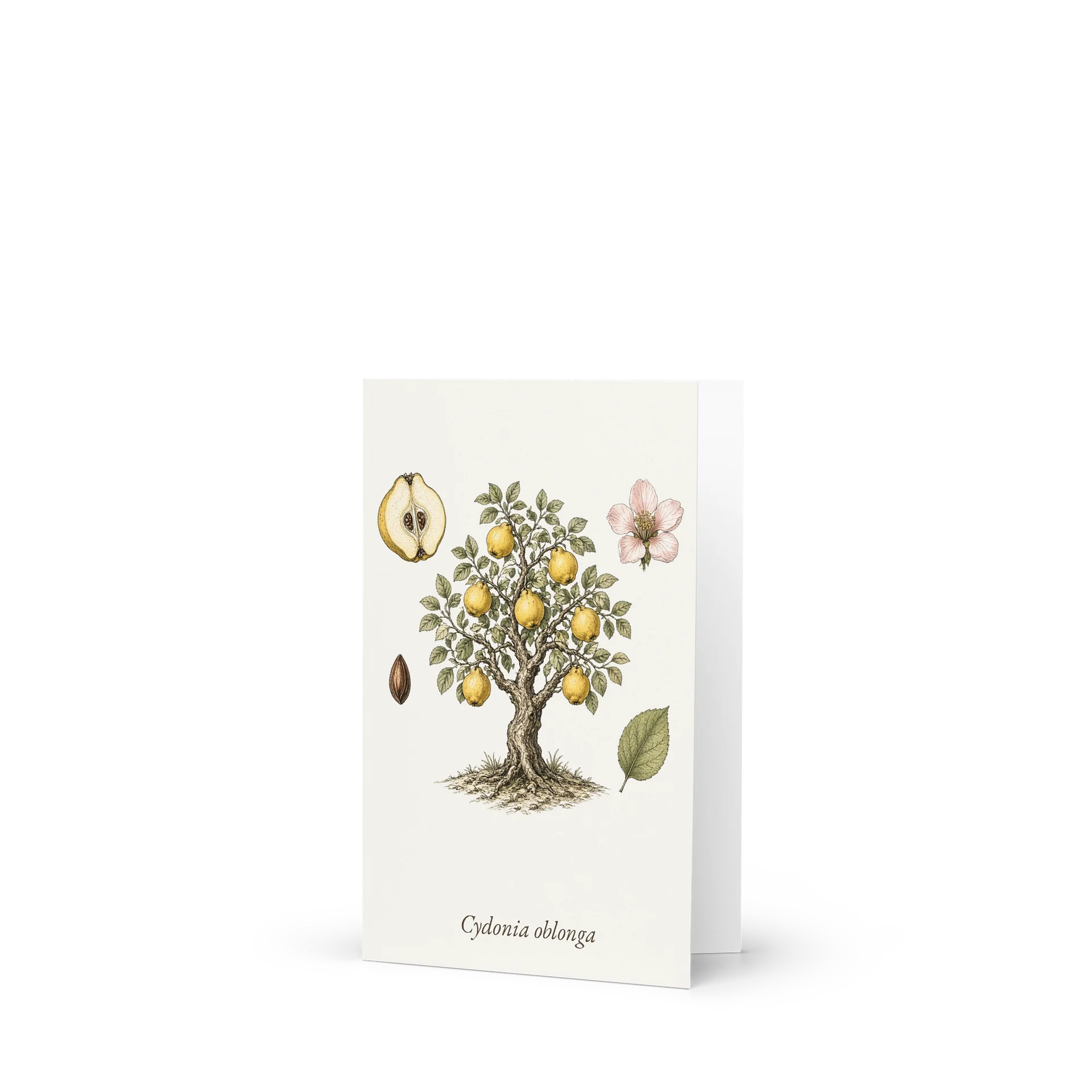 Vintage Botanical Quince Greeting Card product image (1)