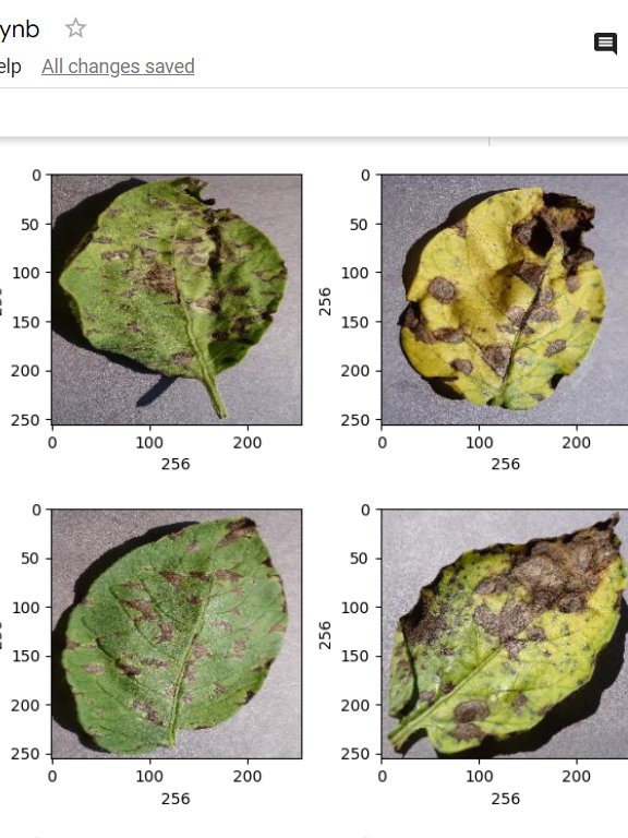 Plant leaf Disease detection Final Year Project with Streamlit App product image (2)