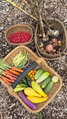 This BIG #harvest includes carrots, garlic, potatoes, raspberries, squash, beans, and more from my #backyardgarden I can’t be...