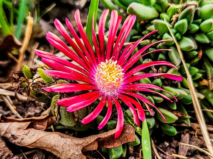 Frankle the Flower. product image (2)