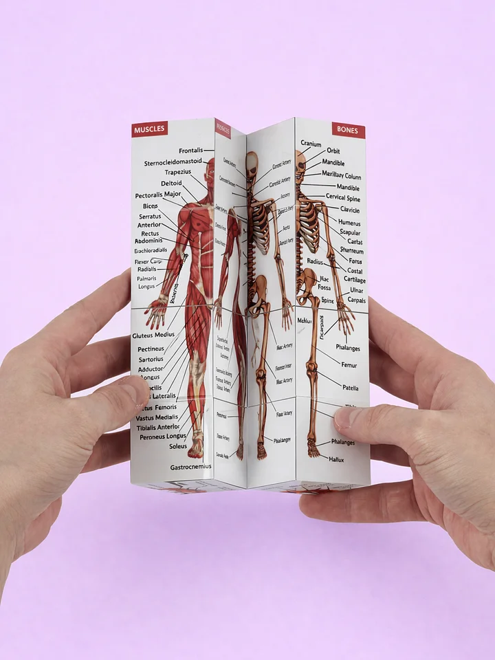 Anatomy Study Cubes (Feline & Human) product image (2)