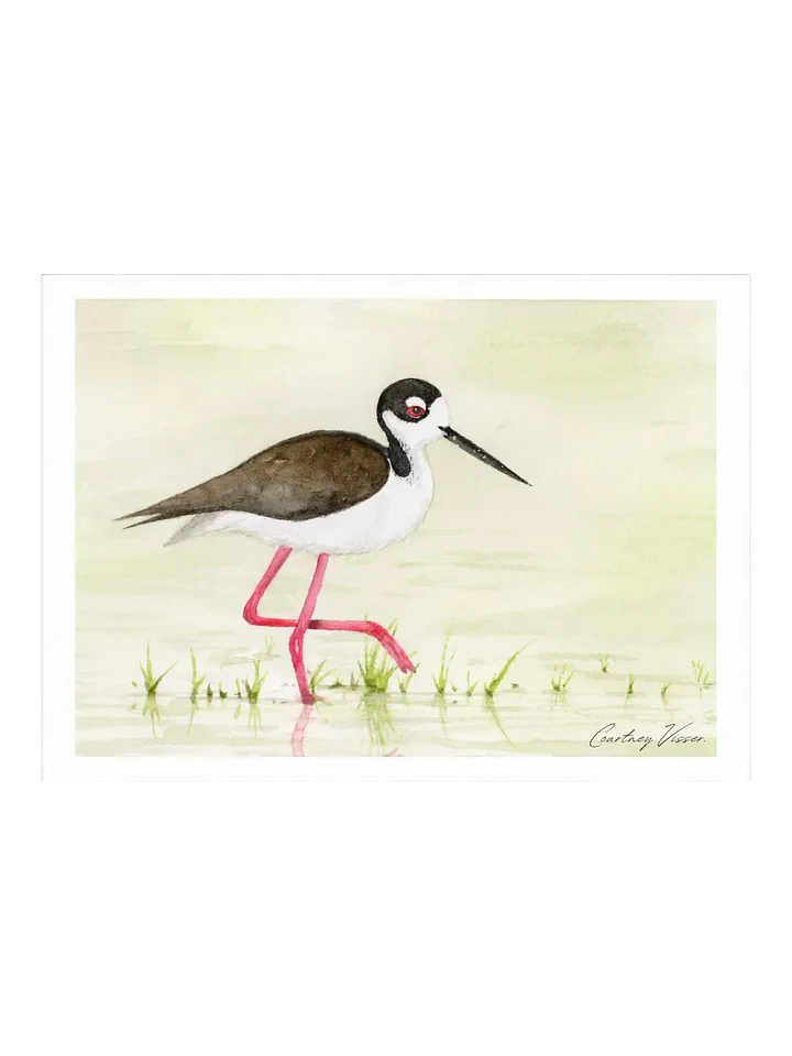 Black-necked stilt print product image (1)