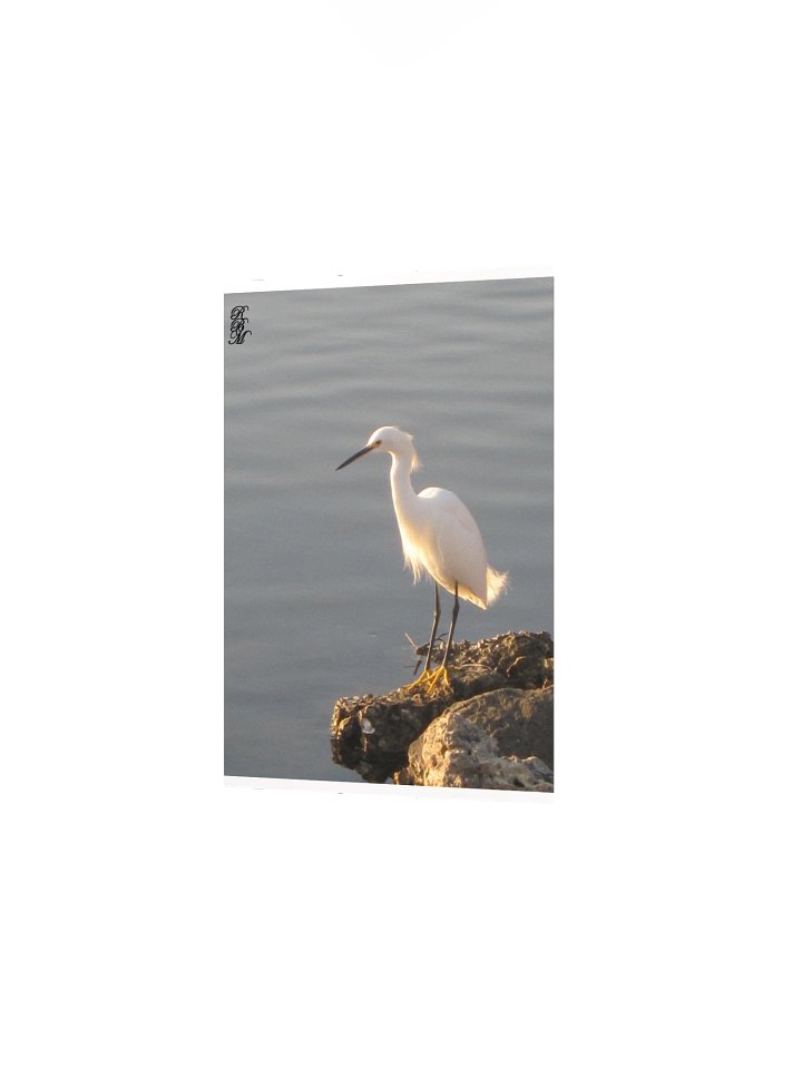 Snowy Egret on the Water product image (9)