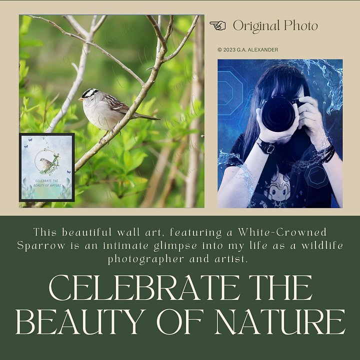 White-Crowned Sparrow Bird Wildlife Photography Wall Art product image (2)