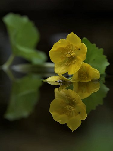 Just as the sunrise emits positive energy,
this marsh marigold does the same 💛
Even this extraordinary little tulip variety (...