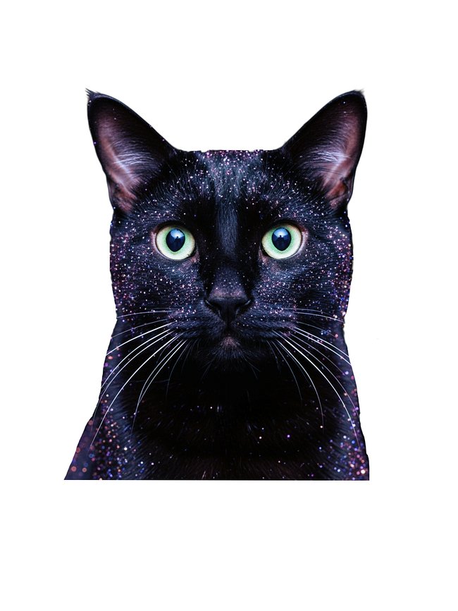 Mystical, Magical Cats