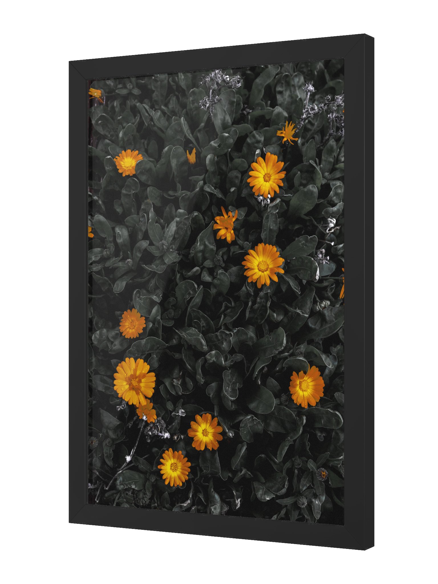 Daisy Delight product image (2)