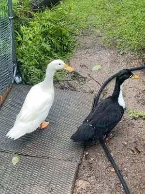 Zoomies 💦 #ducks #backyardducks #pekinduck #magpieduck