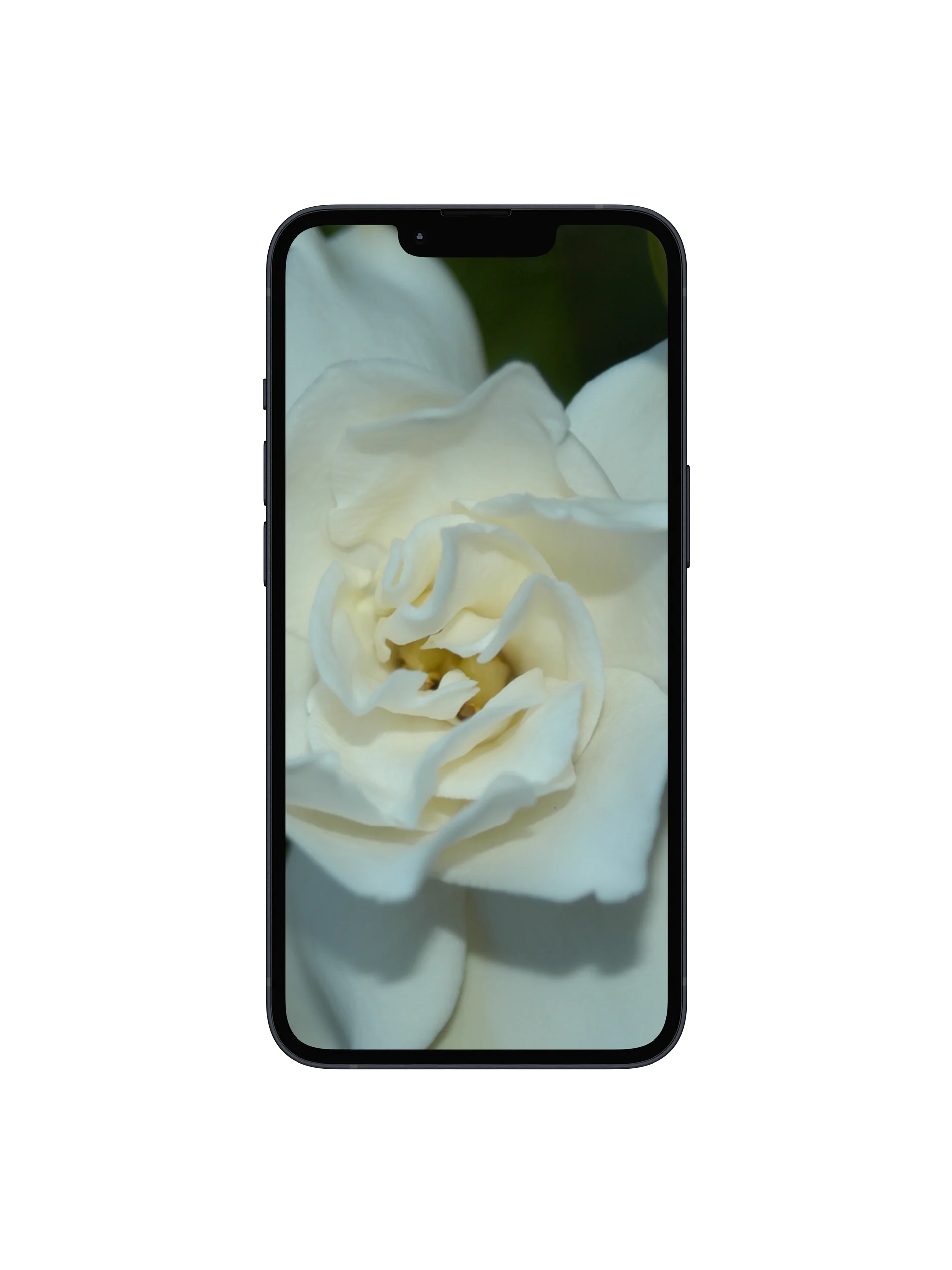 Gardenia Digital Wallpaper Set product image (1)