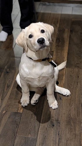 Week 5 of 7 and Max is leveling up 🐶📚

This 4-month-old superstar is showing what consistent training, mental stimulation and...