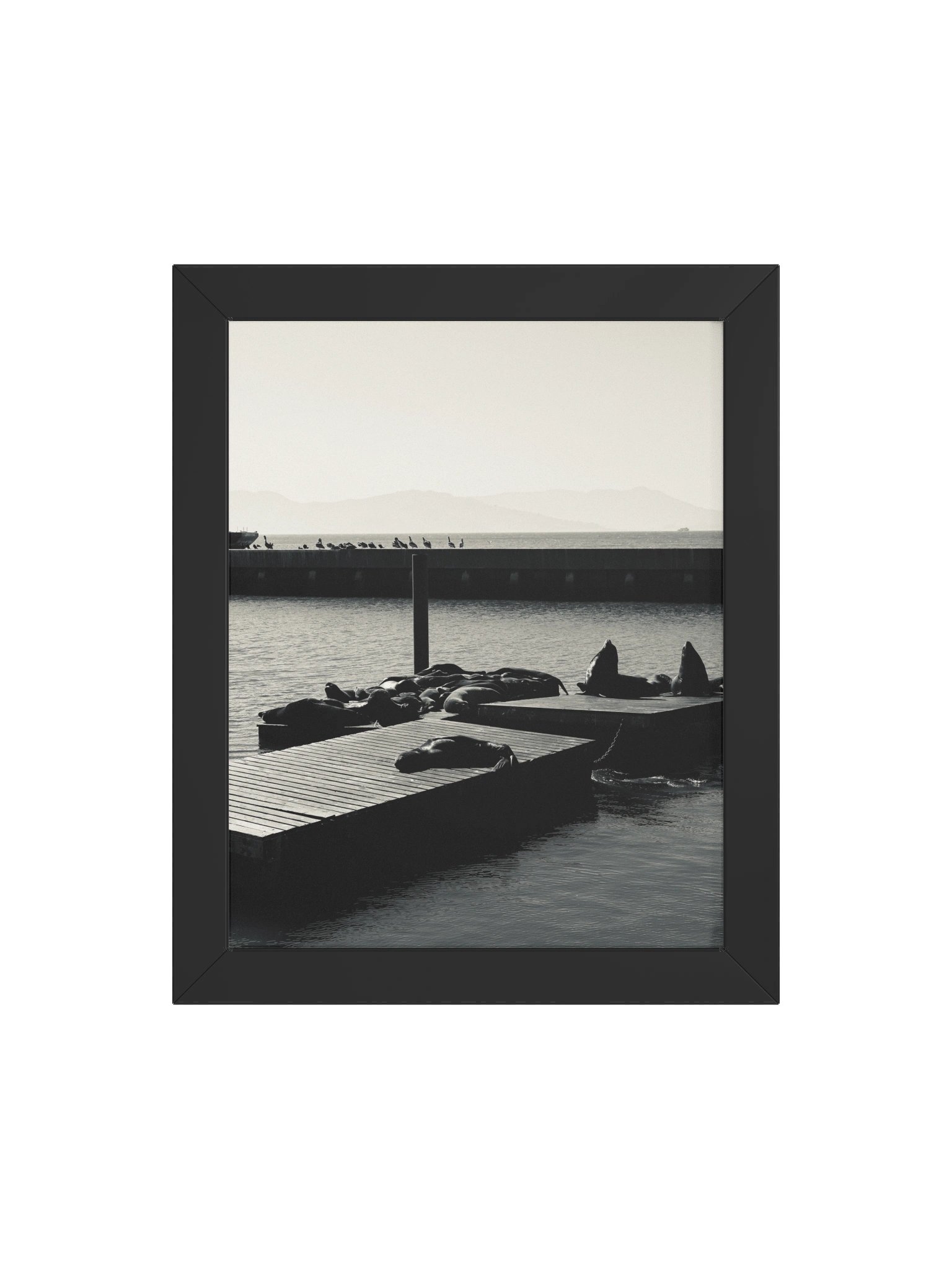 San Fransisco Pier 39 Sea Lions product image (64)