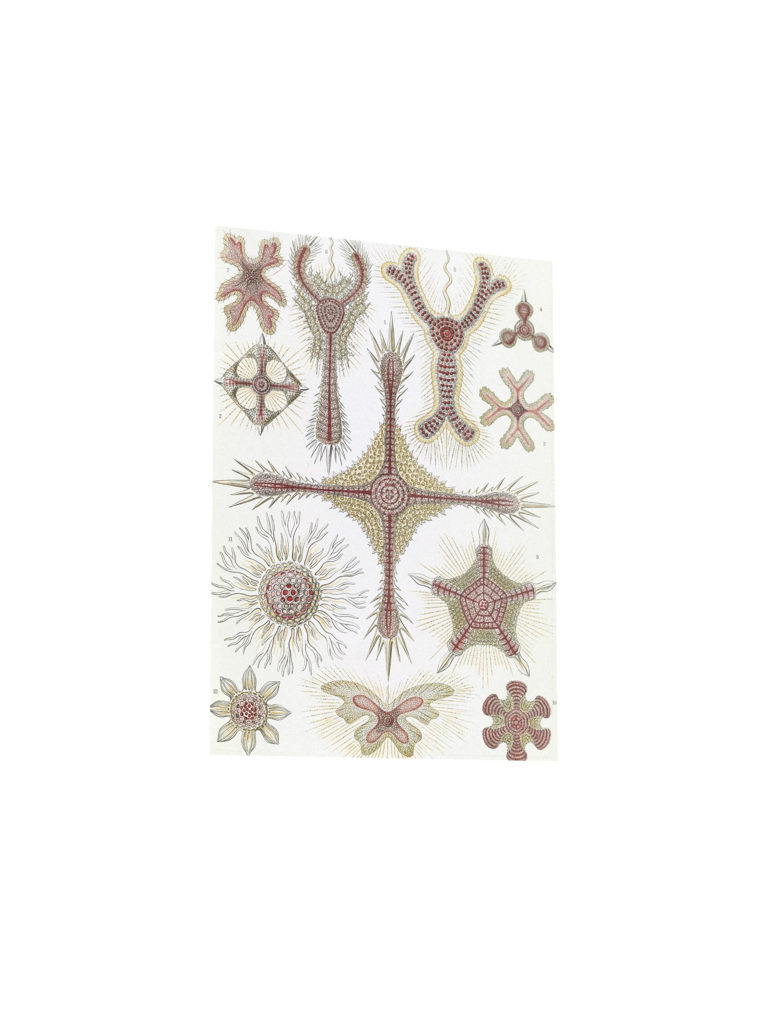 Disc Radiolarians Antique Microscopy Art Print product image (7)