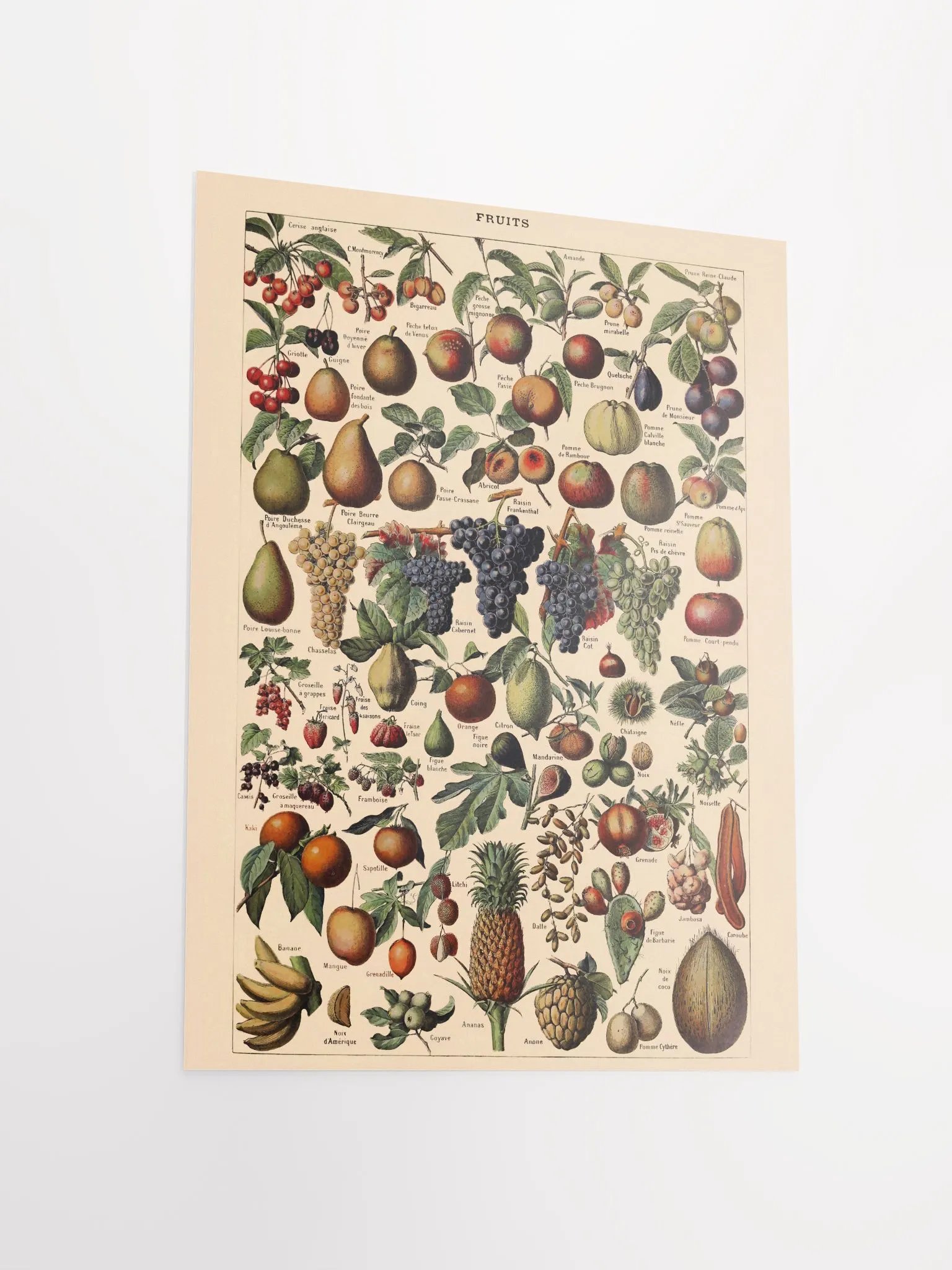Vintage fruit poster print product image (9)