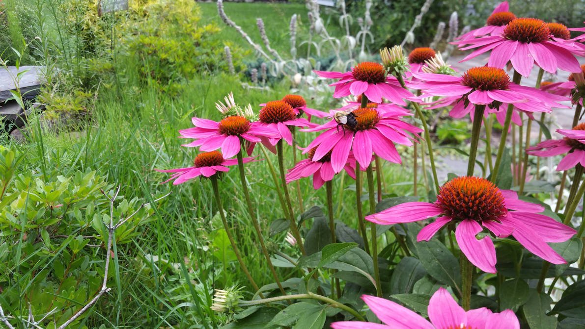 Echinacea Forest (Desk Mat) product image (4)