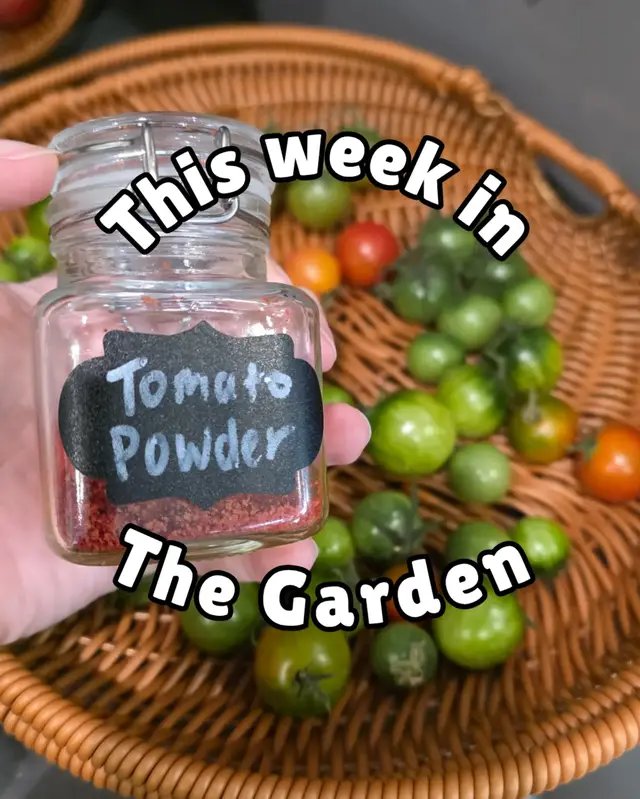 Brrrr it's cold this week! Tomatoes & ginger were harvested, peas trellised, made tomato powder from deydrated tomato skins, & brought my peppers inside overnight due to our first frost. Full blog post - https://pokketgardening.substack.com/p/first-frost-this-week