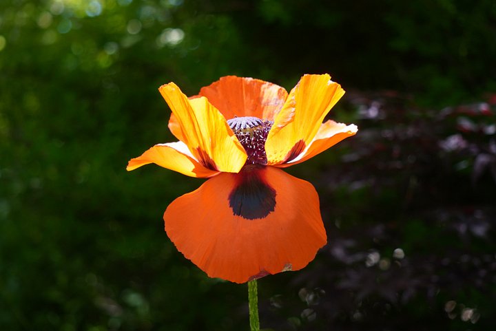 Stands with Orange product image (2)