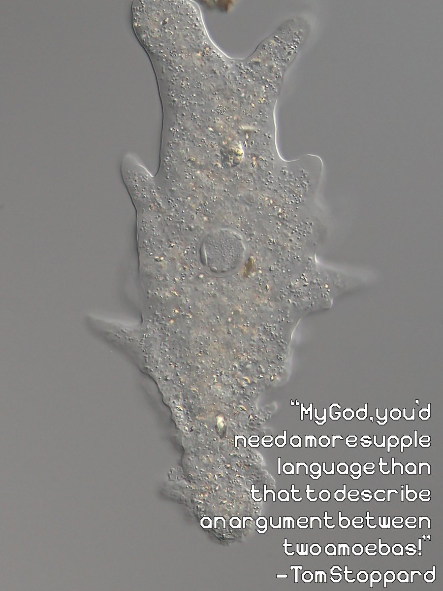 Sarcodina font product image (4)
