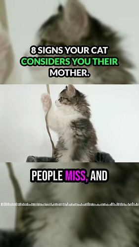 8 signs your cat considers you their mother #catmum #cats #catlovers #catsoffacebook
