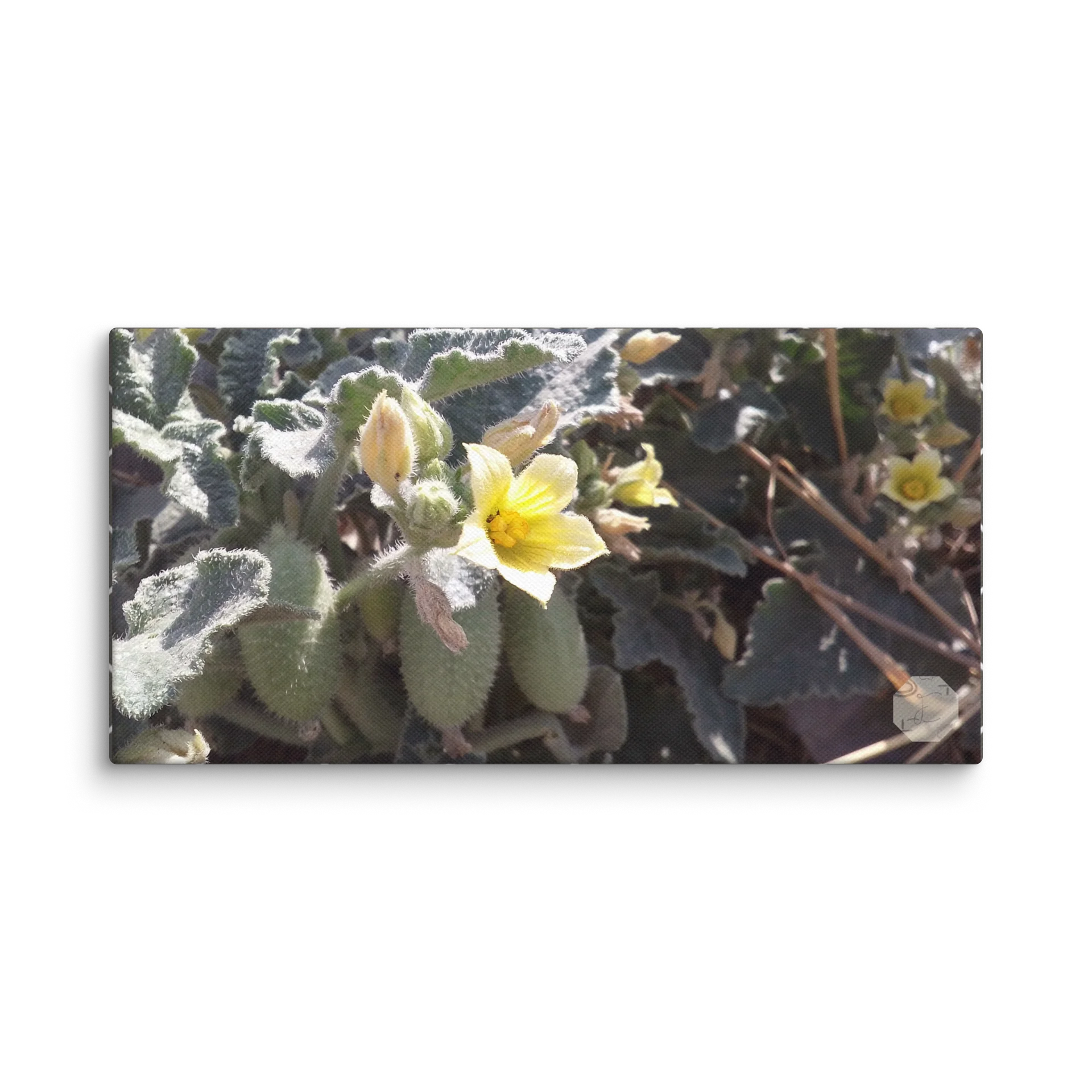 P. Dipsaceus - Canvas Fine Art product image (2)