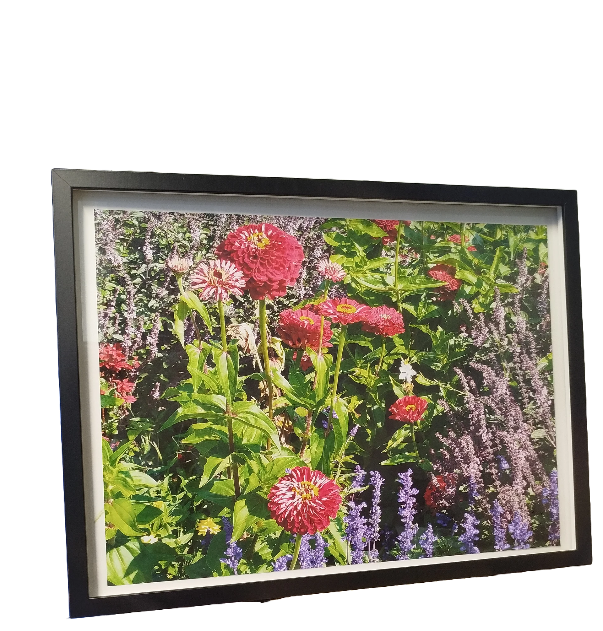Spiky red flowers poster product image (3)