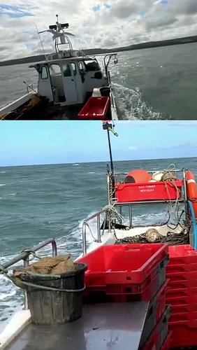 Fish Theft!!