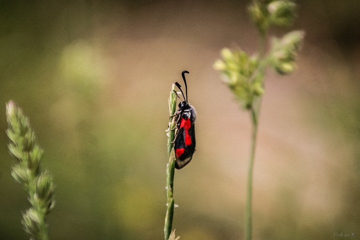 Fine Art - Fluffy, the Deceptive Butterfly 🧸 product image (1)
