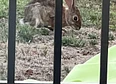WildLife's tag thumbnail