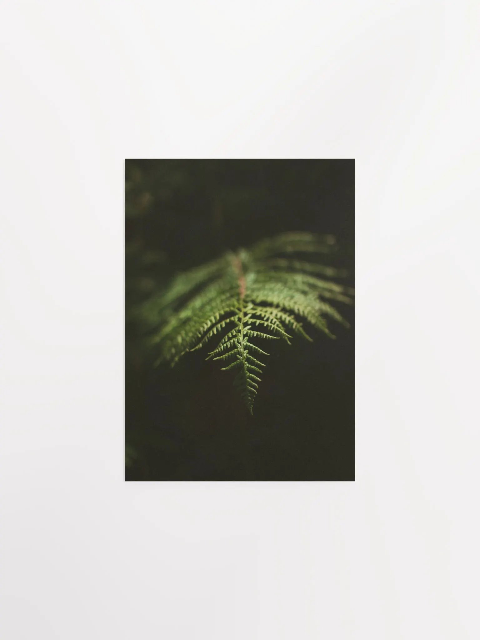Fern product image (2)