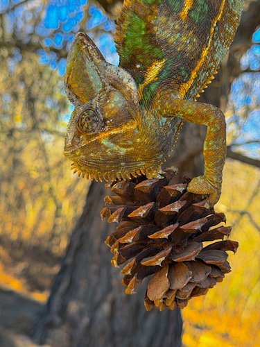he was helping us pick up the pine cones c: