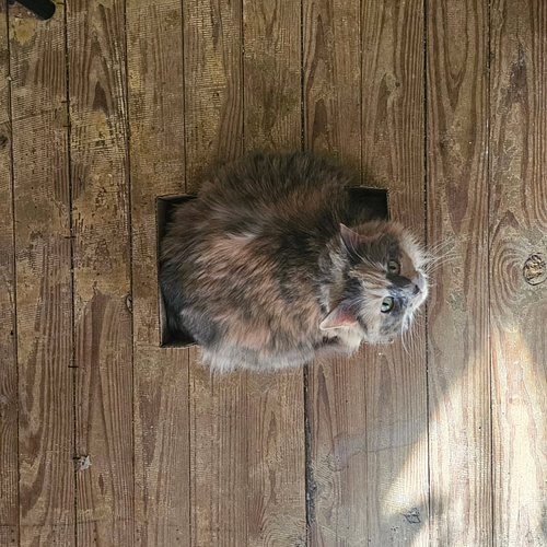 Cat in da box